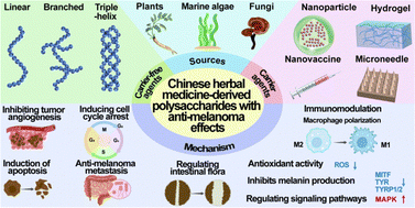 Graphical abstract: Advances of Chinese herbal medicine-derived polysaccharides as carrier-free and carrier agents in anti-melanoma therapy