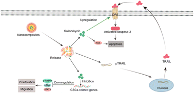 Graphical abstract: Co-delivery of TRAIL DNA and salinomycin for cancer therapy via enhanced apoptosis and cancer stemness inhibition
