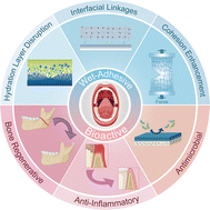 Graphical abstract: Bioactive wet adhesive materials for oral health: strategies and applications