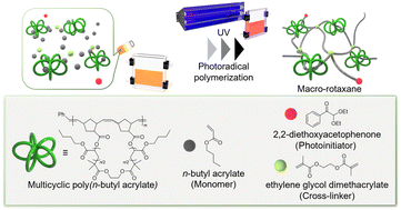 Graphical abstract: Synthesis of macro-rotaxanes via direct trapping of multicyclic poly(n-butyl acrylate) in a cross-linked network