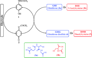 Graphical abstract: Electrochemical evidences in oxidation of acetaminophen in the presence of glutathione and N-acetylcysteine