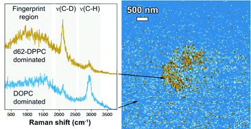 Graphical abstract: Nanoscale chemical imaging of segregated lipid domains using tip-enhanced Raman spectroscopy