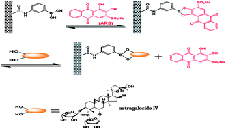 Graphical abstract: A novel electrochemical sensor based on boronic acid-functionalized multi-walled carbon nanotubes for astragaloside IV determination using ARS as the current indicator