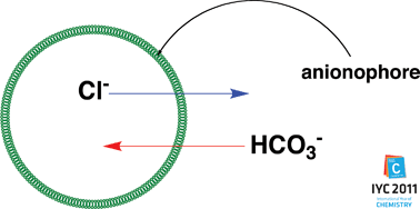 Graphical abstract: Transmembrane anion transport by synthetic systems