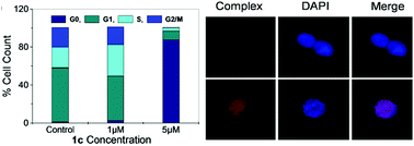 Graphical abstract: Self-assembled metalla-rectangles bearing azodipyridyl ligands: synthesis, characterization and antitumor activity