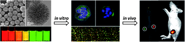 Graphical abstract: Geometrical confinement of quantum dots in porous nanobeads with ultraefficient fluorescence for cell-specific targeting and bioimaging