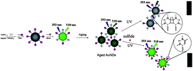 Graphical abstract: Disassembly mediated fluorescence recovery of gold nanodots for selective sulfide sensing