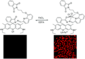 Graphical abstract: Selective off–on fluorescent chemosensor for detection of Fe3+ ions in aqueous media