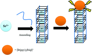 Graphical abstract: A highly selective G-quadruplex-based luminescent switch-on probe for the detection of nanomolar strontium(ii) ions in sea water