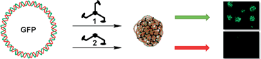 Graphical abstract: Efficient gene delivery into cells by a surprisingly small three-armed peptide ligand