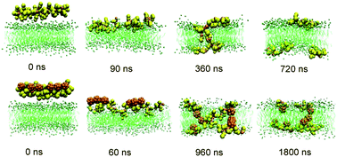 Graphical abstract: Translocation of polyarginines and conjugated nanoparticles across asymmetric membranes