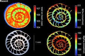 Graphical abstract: LA-ICPMS elemental imaging of complex discontinuous carbonates: An example using large benthic foraminifera