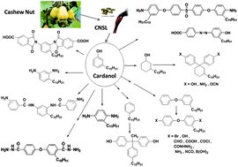 Graphical abstract: Functionalization of cardanol: towards biobased polymers and additives