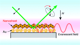 Graphical abstract: Gigantic plasmon resonance effects on magneto-optical activity of molecularly thin ferromagnets near gold surfaces