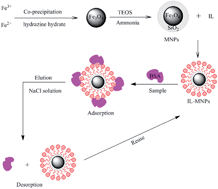 Graphical abstract: Magnetic solid-phase extraction of proteins based on hydroxy functional ionic liquid-modified magnetic nanoparticles