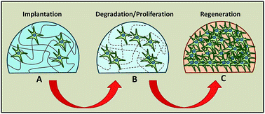 Graphical abstract: Hydrogels for tissue engineering and regenerative medicine