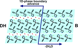 Graphical abstract: Three anhydrous forms and a dihydrate form of quifenadine hydrochloride: a structural study of the thermodynamic stability and dehydration mechanism
