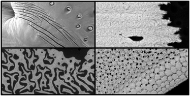 Graphical abstract: The mechanics of tessellations – bioinspired strategies for fracture resistance