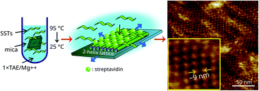 Graphical abstract: Substrate-assisted 2D DNA lattices and algorithmic lattices from single-stranded tiles
