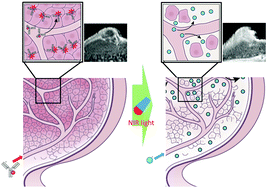 Graphical abstract: Super enhanced permeability and retention (SUPR) effects in tumors following near infrared photoimmunotherapy