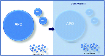 Graphical abstract: Differential detergent sensitivity of extracellular vesicle subpopulations