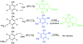 Graphical abstract: A minimalist fluorescent probe for differentiating Cys, Hcy and GSH in live cells