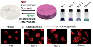 Graphical abstract: Harnessing isomerization-mediated manipulation of nonspecific cell/matrix interactions to reversibly trigger and suspend stem cell differentiation