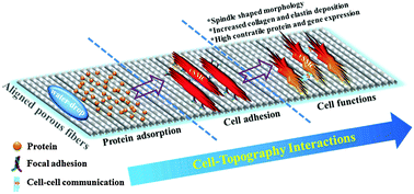 Graphical abstract: Engineering aligned electrospun PLLA microfibers with nano-porous surface nanotopography for modulating the responses of vascular smooth muscle cells