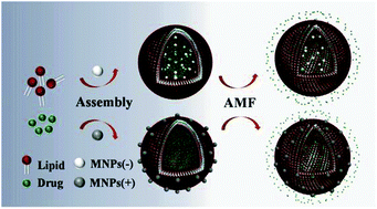 Graphical abstract: Magnetically triggered drug release from biocompatible microcapsules for potential cancer therapeutics
