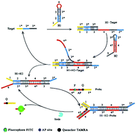 Graphical abstract: Ultrasensitive detection of microRNAs using catalytic hairpin assembly coupled with enzymatic repairing amplification