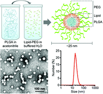 Graphical abstract: Ultra-small lipid–polymer hybrid nanoparticles for tumor-penetrating drug delivery