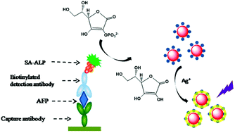 Graphical abstract: An enzyme-induced Au@Ag core–shell nanoStructure used for an ultrasensitive surface-enhanced Raman scattering immunoassay of cancer biomarkers