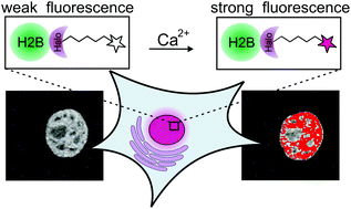 Graphical abstract: Protein-specific localization of a rhodamine-based calcium-sensor in living cells