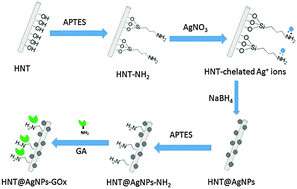 Graphical abstract: Surface functionalized halloysite nanotubes decorated with silver nanoparticles for enzyme immobilization and biosensing