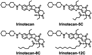 Graphical abstract: Tunable self-assembly of Irinotecan-fatty acid prodrugs with increased cytotoxicity to cancer cells