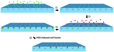 Graphical abstract: Cell pairing and polyethylene glycol (PEG)-mediated cell fusion using two-step centrifugation-assisted single-cell trapping (CAScT)