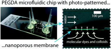 Graphical abstract: In situ photo-patterning of pressure-resistant hydrogel membranes with controlled permeabilities in PEGDA microfluidic channels