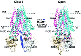 Graphical abstract: Removal of the Fe(iii) site promotes activation of the human cystic fibrosis transmembrane conductance regulator by high-affinity Zn(ii) binding