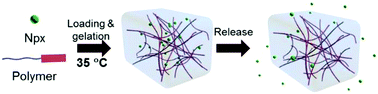 Graphical abstract: Multi-responsive polypeptide hydrogels derived from N-carboxyanhydride terpolymerizations for delivery of nonsteroidal anti-inflammatory drugs