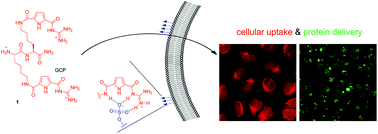 Graphical abstract: A dipeptide with enhanced anion binding affinity enables cell uptake and protein delivery