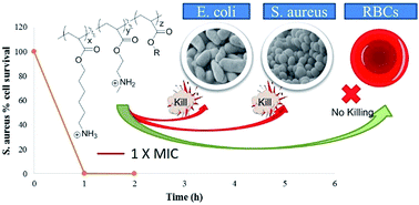 Graphical abstract: Rapid bactericidal activity of an amphiphilic polyacrylate terpolymer system comprised of same-centered comonomers with 2-carbon and 6-carbon spacer arms and an uncharged repeat unit