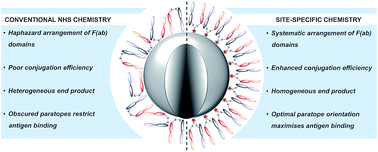 Graphical abstract: Forming next-generation antibody–nanoparticle conjugates through the oriented installation of non-engineered antibody fragments