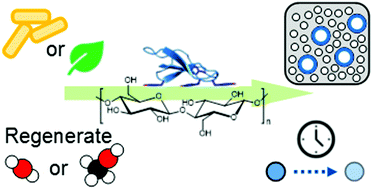 Graphical abstract: On the subtle tuneability of cellulose hydrogels: implications for binding of biomolecules demonstrated for CBM 1