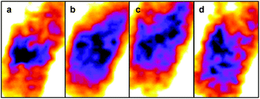 Graphical abstract: Application of a quantum cascade laser aperture scanning near-field optical microscope to the study of a cancer cell