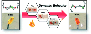 Graphical abstract: Thermosalient effect of two polymorphs of a diketopyrrolopyrrole dye with different crystal systems and molecular arrangements