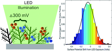 Graphical abstract: The impact of optically rectified fields on plasmonic electrocatalysis