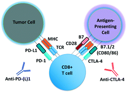 Graphical abstract: 3D microfluidic ex vivo culture of organotypic tumor spheroids to model immune checkpoint blockade