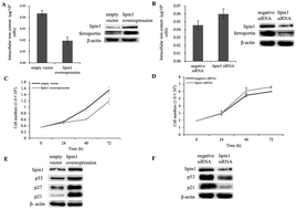 Graphical abstract: Iron depletion participates in the suppression of cell proliferation induced by lipin1 overexpression