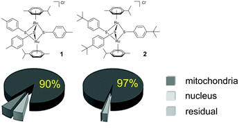 Graphical abstract: Targeting of the mitochondrion by dinuclear thiolato-bridged arene ruthenium complexes in cancer cells and in the apicomplexan parasite Neospora caninum