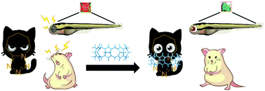 Graphical abstract: Inhibition of drug-induced seizure development in both zebrafish and mouse models by a synthetic nanoreceptor